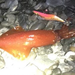 焼津港　シーバス、カサゴ好調　石津浜ではヤリにかわりスルメ！？